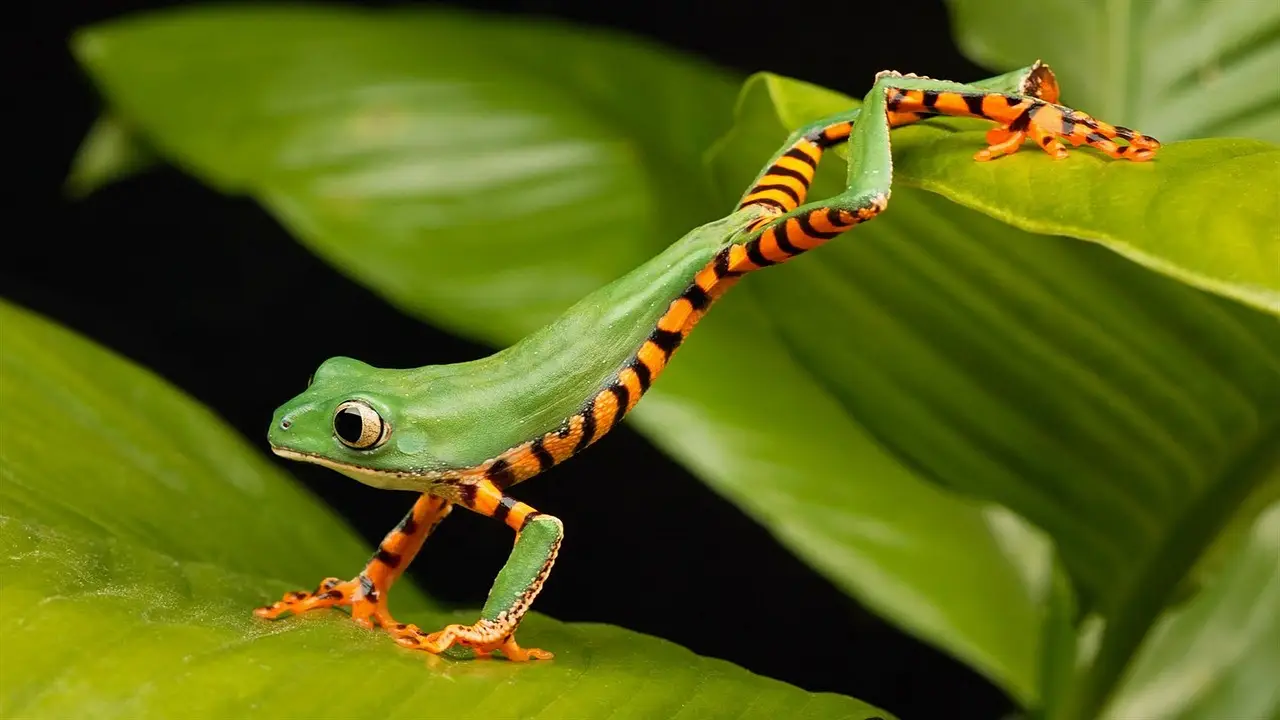 What Frogs And Socks Can Teach Us About AI Implementation