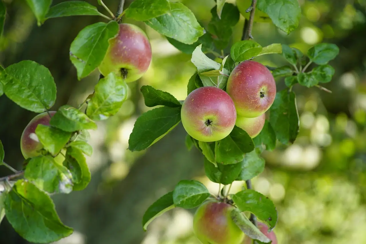 Apple Publishes Its Plan To Wipe Out Web Tracking